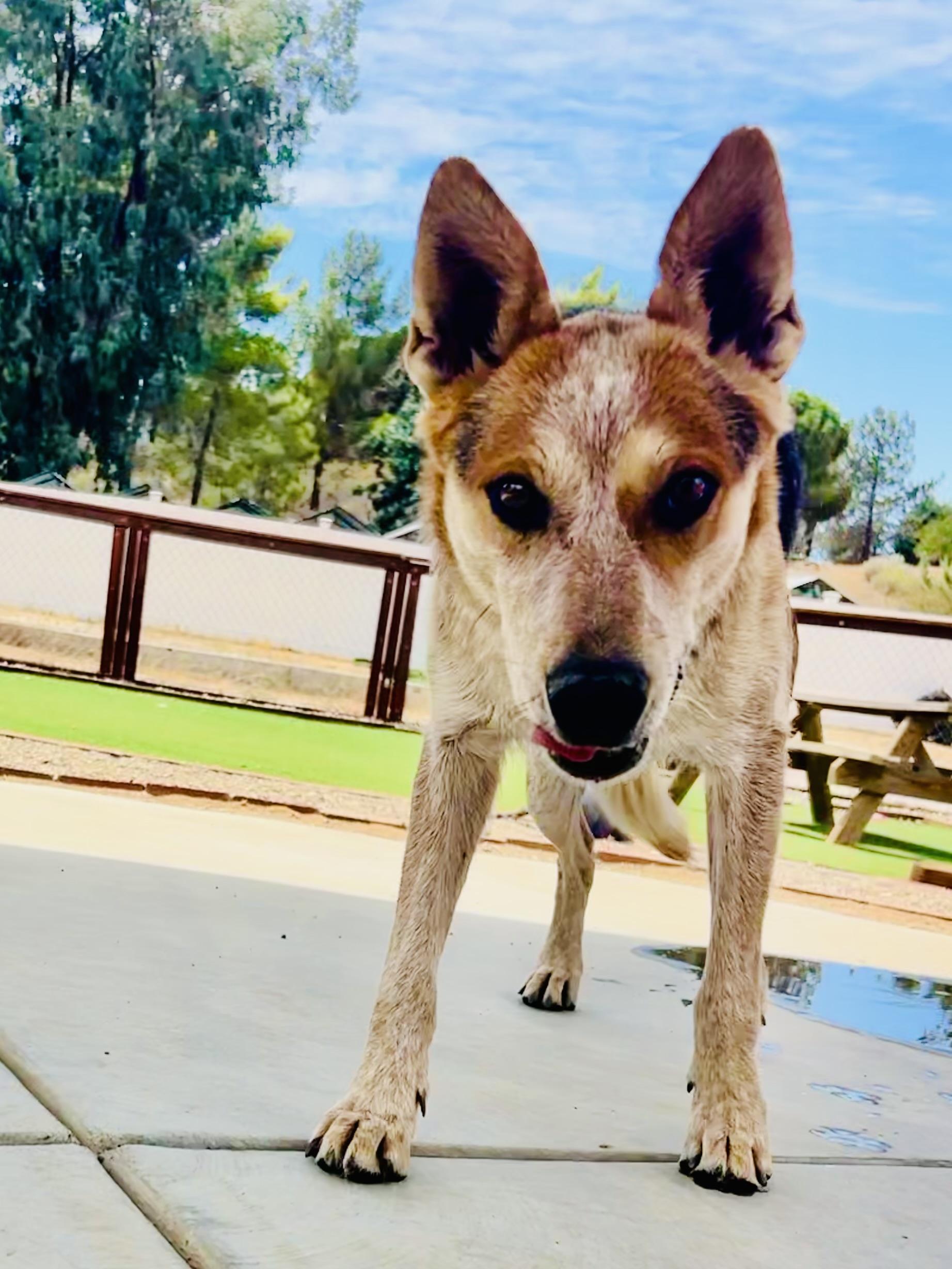 Enlarge Amy, a Adoptable mixed breed in Bakersfield, CA image 2/4