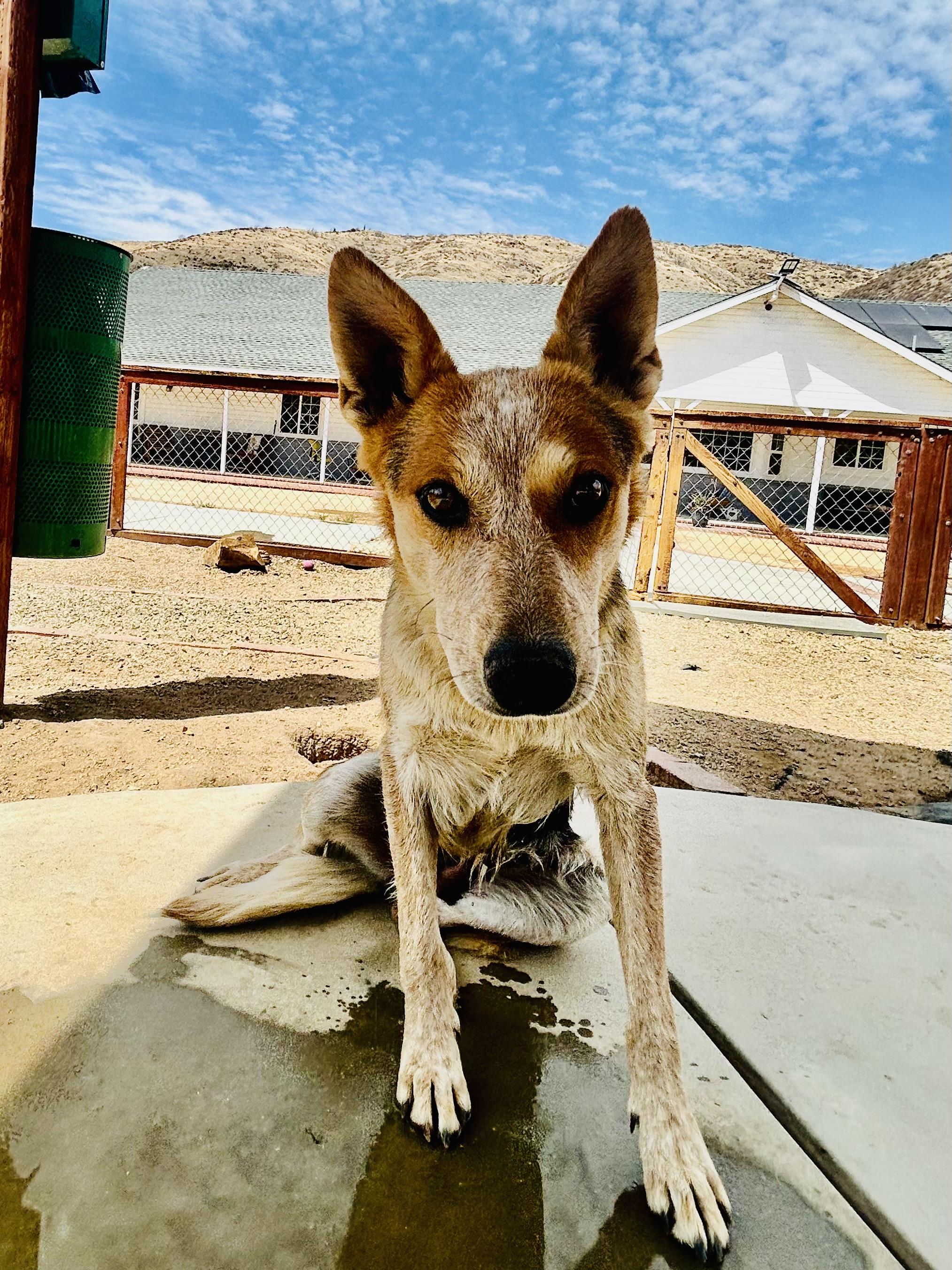 Enlarge Amy, a Adoptable mixed breed in Bakersfield, CA image 3/4