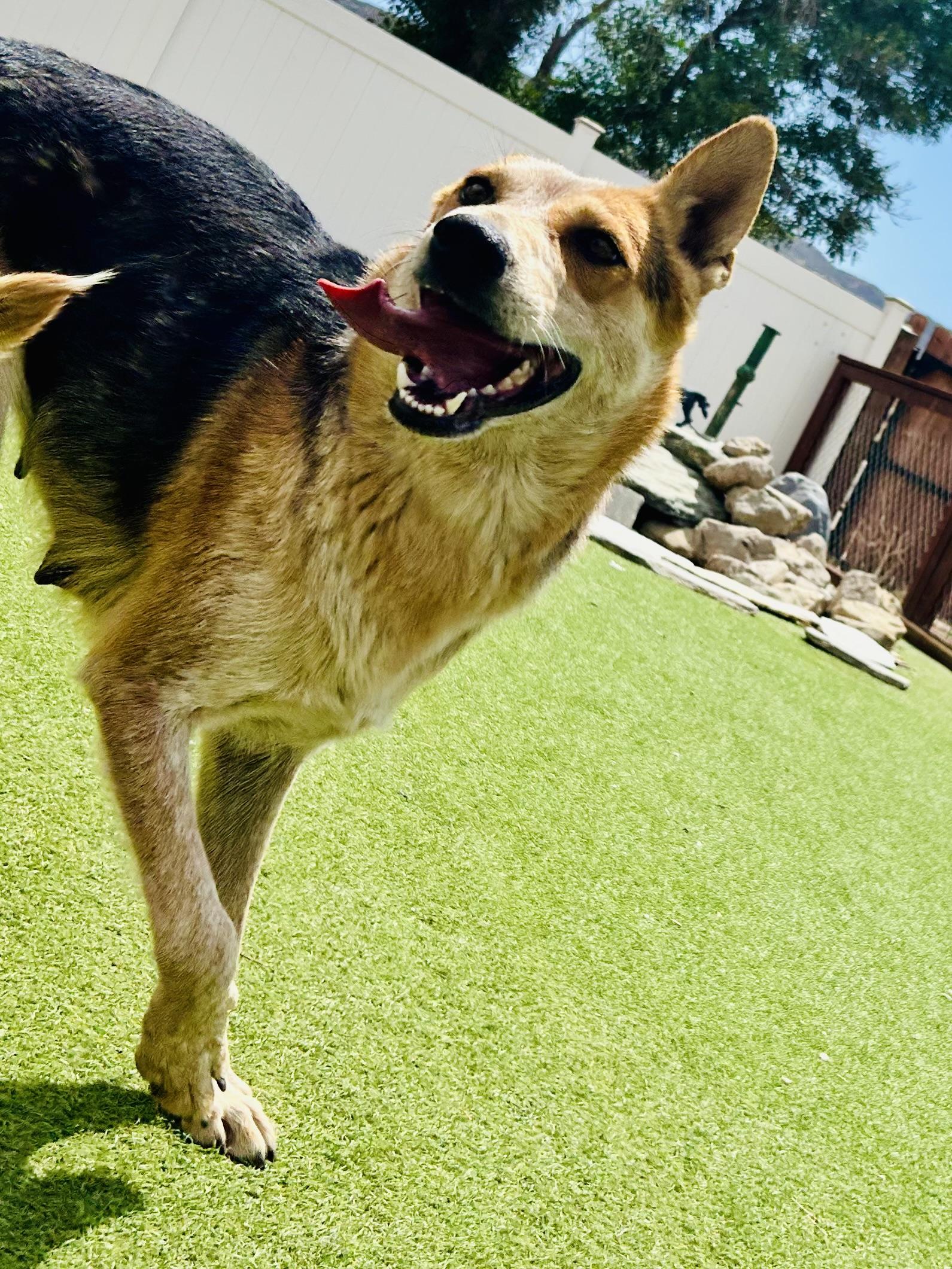 Enlarge Amy, a Adoptable mixed breed in Bakersfield, CA image 4/4