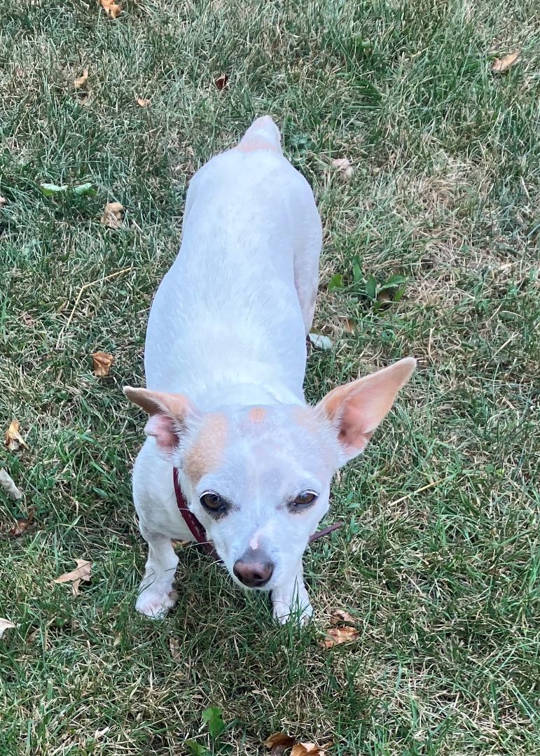 Enlarge MooMoo  (Special Needs), a Adoptable Chihuahua in Silver Spring, MD image 1/4