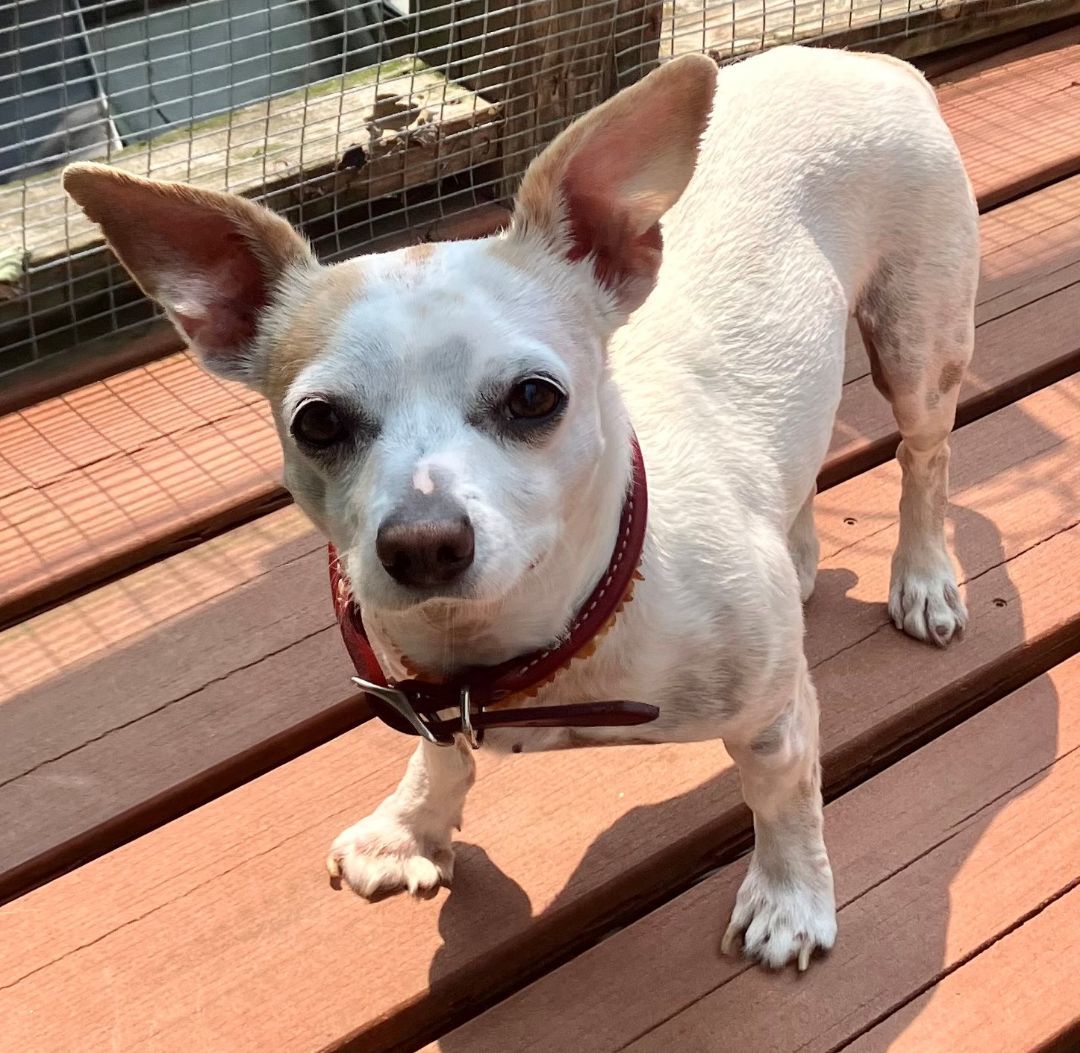 Enlarge MooMoo  (Special Needs), a Adoptable Chihuahua in Silver Spring, MD image 2/4