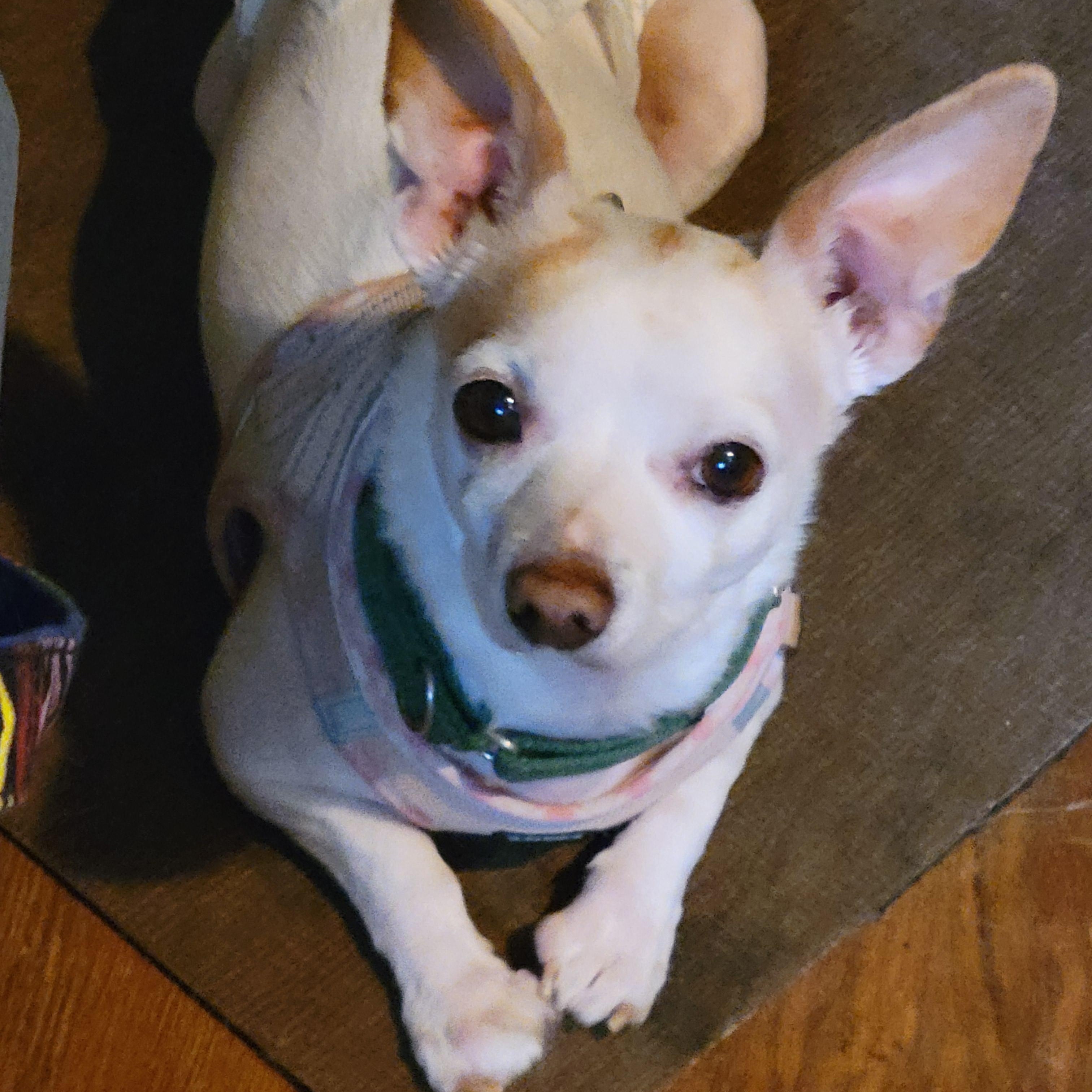 Moose  (Special Needs), Adoptable, Adult Male Chihuahua.