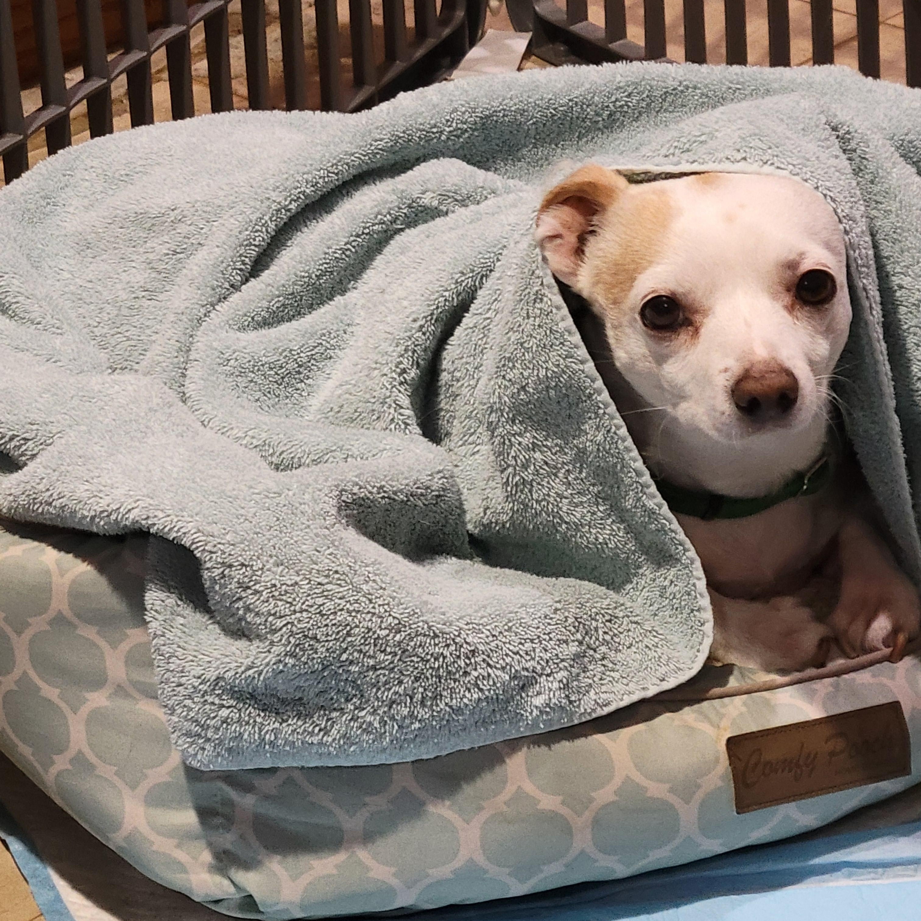 Enlarge Moose  (Special Needs), a Adoptable Chihuahua in Silver Spring, MD image 5/5