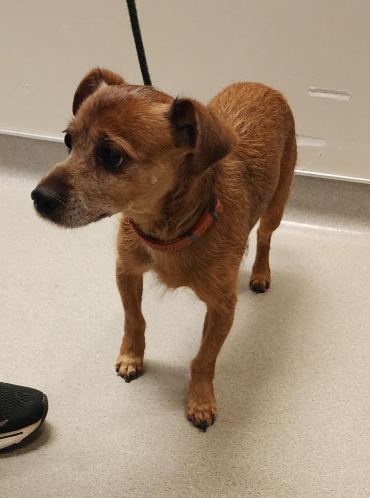 Maxwell, Adoptable, Adult Male Yorkshire Terrier.