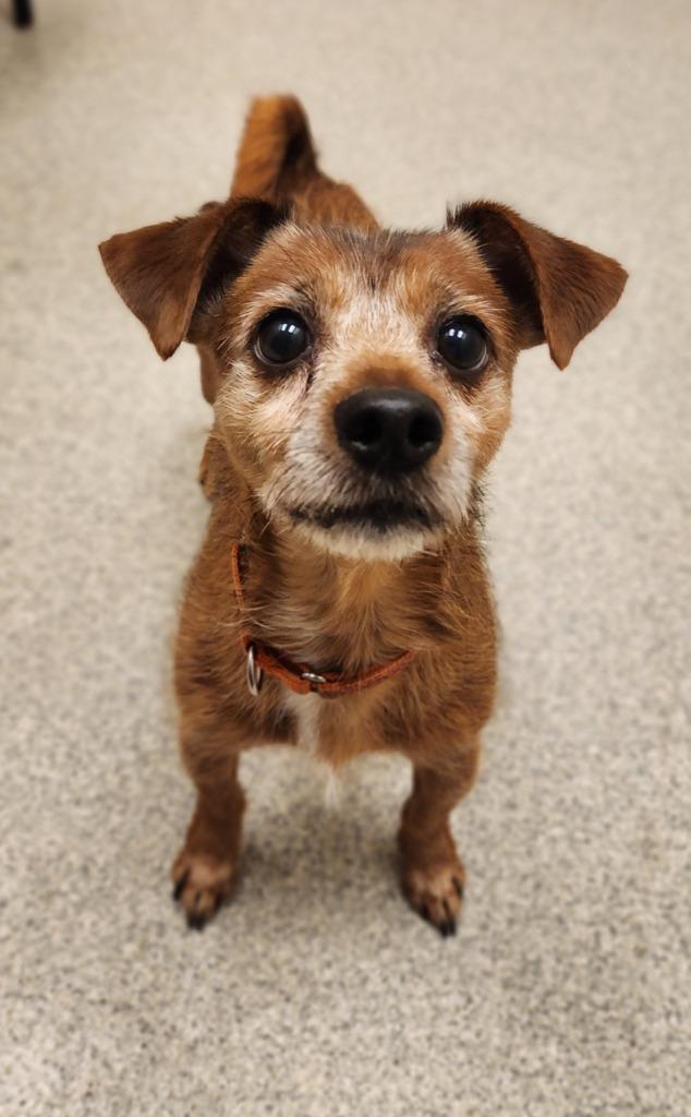 Enlarge Maxwell, a Adoptable Yorkshire Terrier in Superior, WI image 2/2