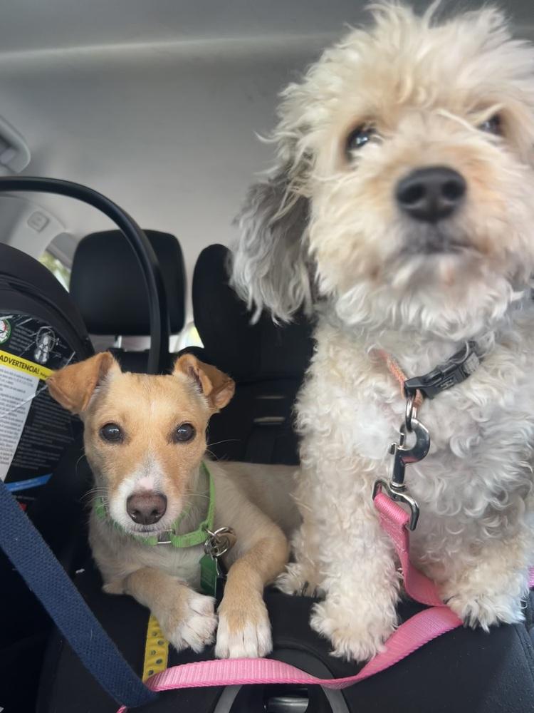 Rita 3, Adoptable, Young Female Mixed Breed.