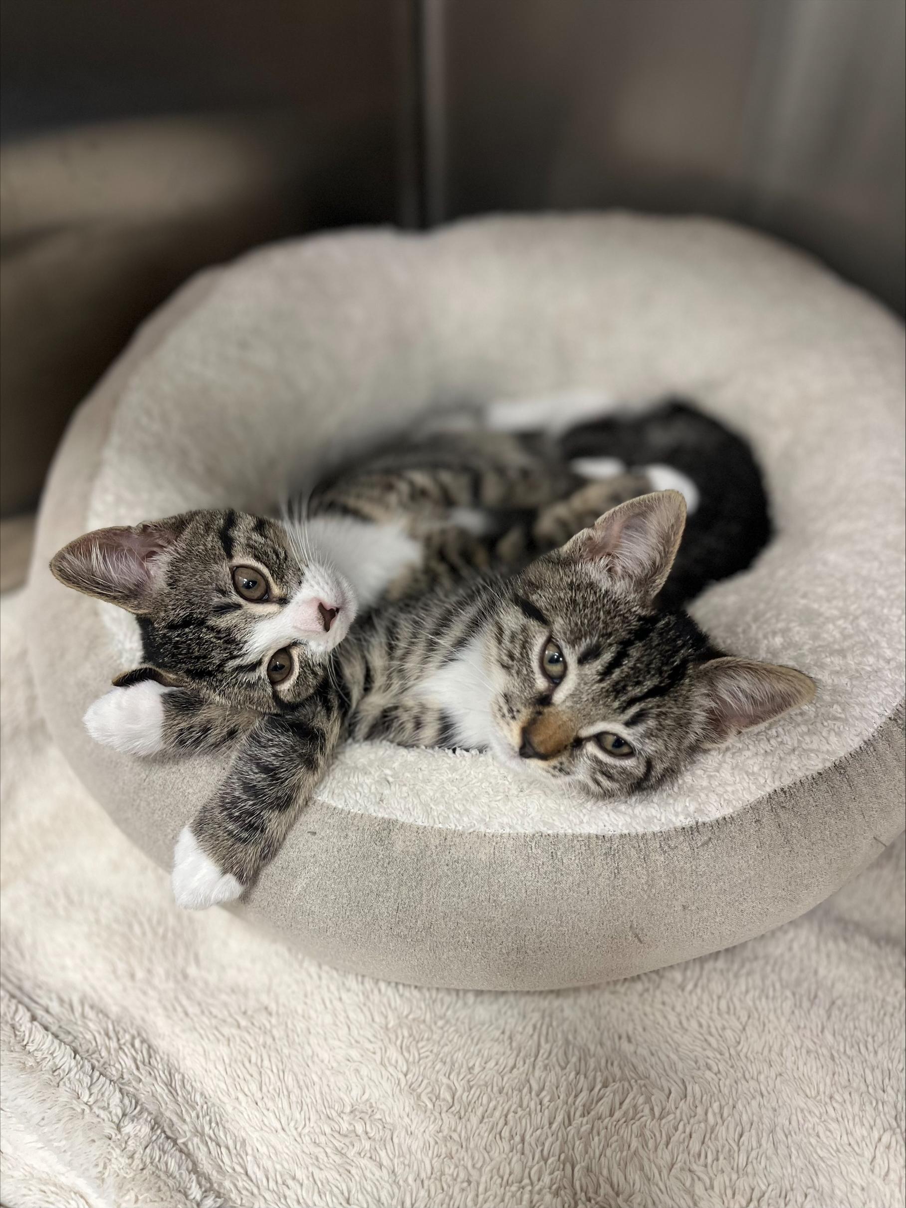 Tim/Burton, Adoptable, Kitten Male Domestic Short Hair.