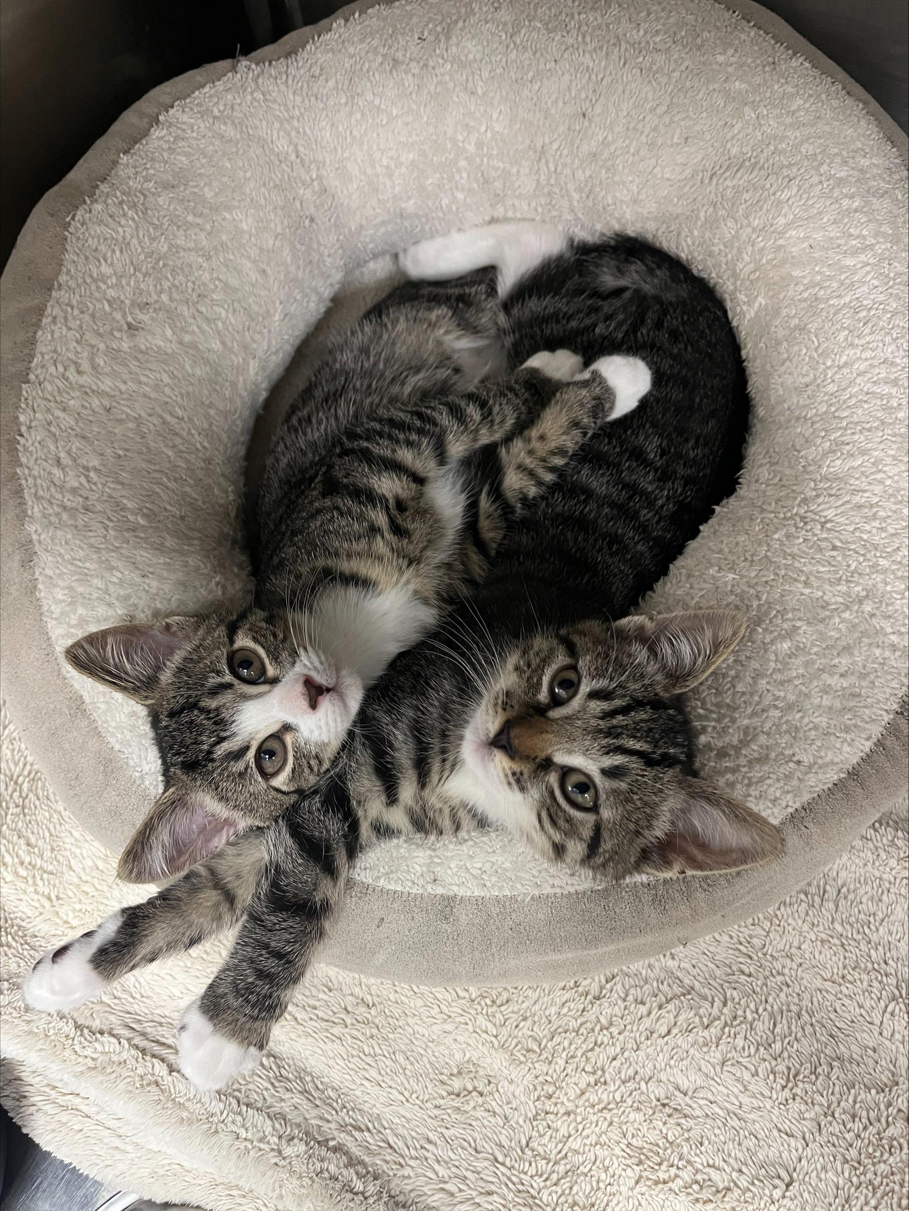 Enlarge Tim/Burton, a Adoptable Domestic Short Hair in New York, NY image 2/2