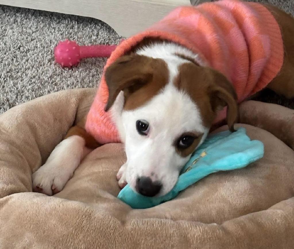 Viola Jean $500, Adoptable, Puppy Female Hound & Husky.