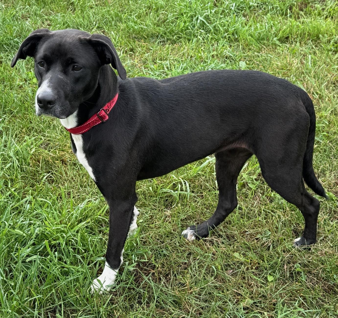 Callie, an adoptable Black Labrador Retriever in Traverse City, MI, 49684 | Photo Image 1