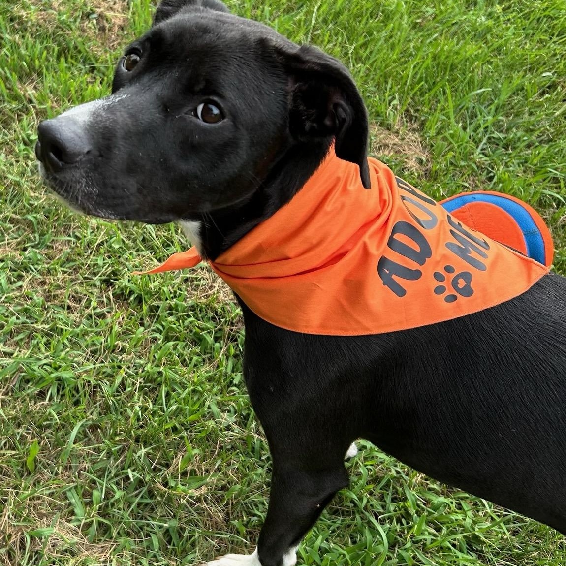Callie, an adoptable Black Labrador Retriever in Traverse City, MI, 49684 | Photo Image 2