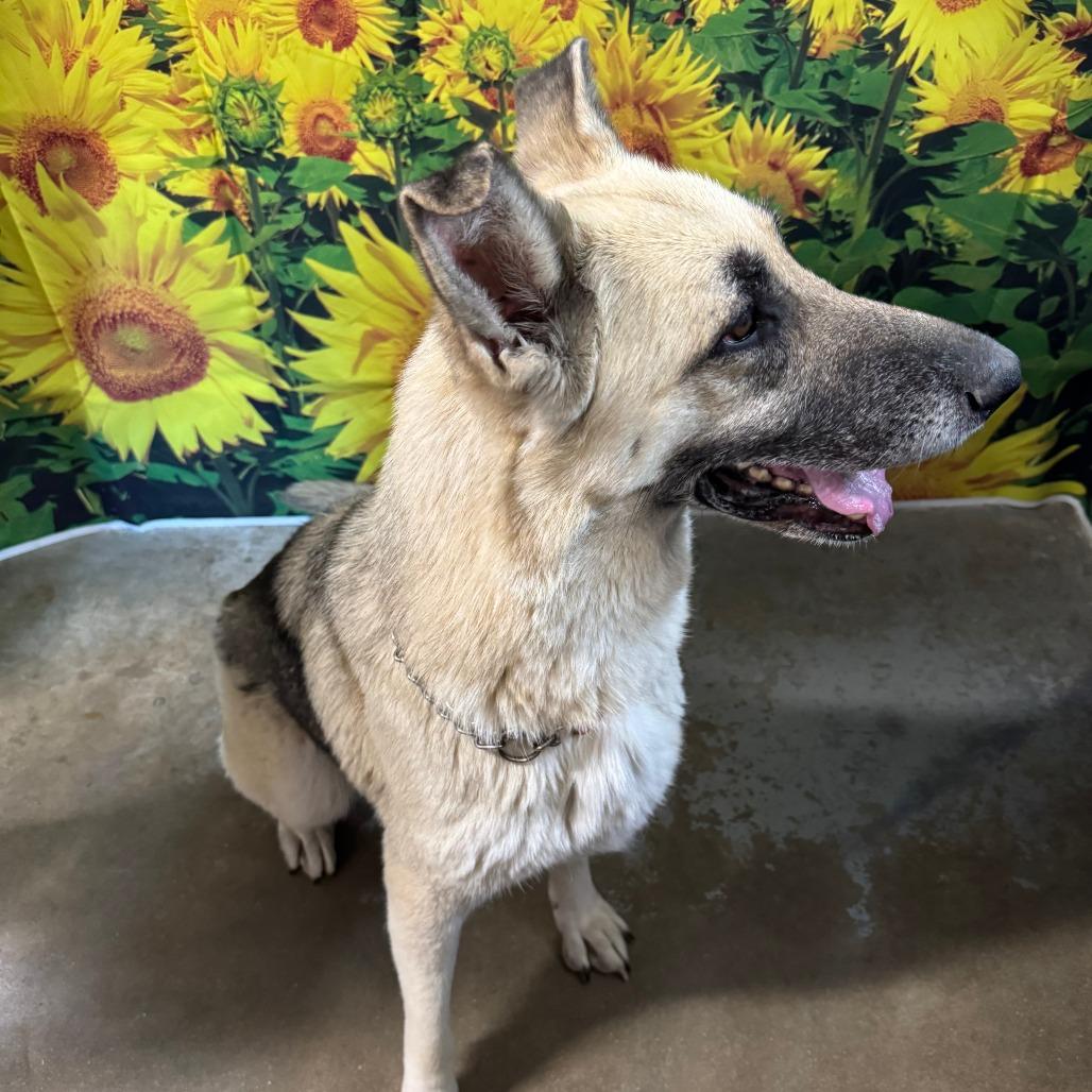 Enlarge Kairi, a Adoptable German Shepherd Dog in Eureka Springs, AR image 2/3