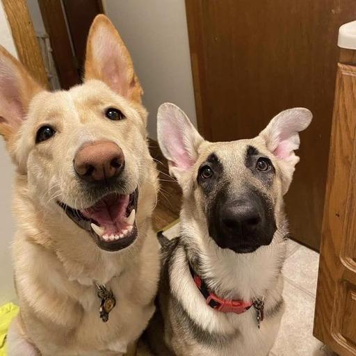 Enlarge Kairi, a Adoptable German Shepherd Dog in Eureka Springs, AR image 3/3