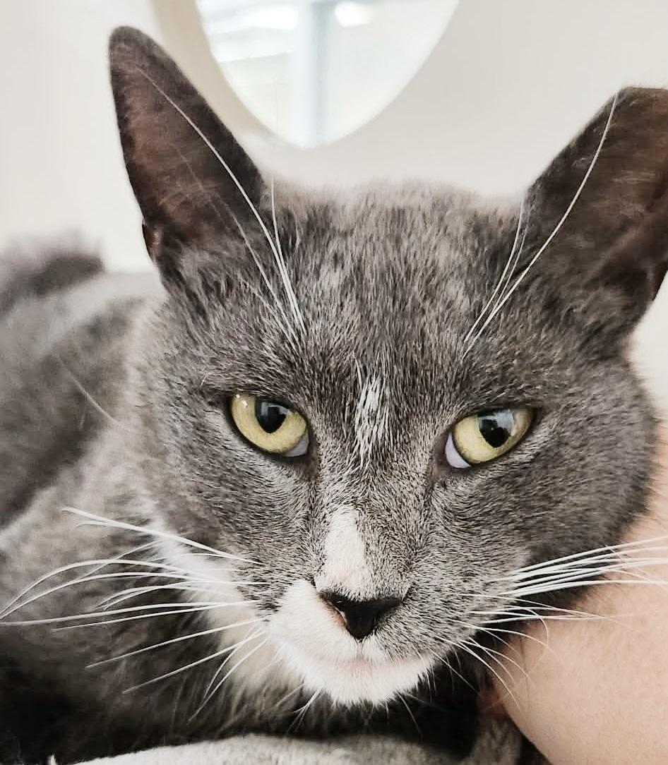 Enlarge Spare Tire, an adopted mixed breed in Philadelphia, PA image 4/6