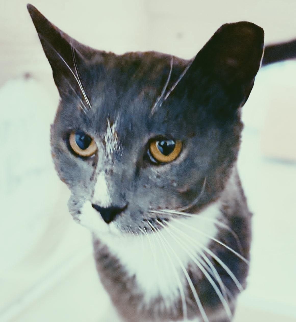 Enlarge Spare Tire, an adopted mixed breed in Philadelphia, PA image 5/6