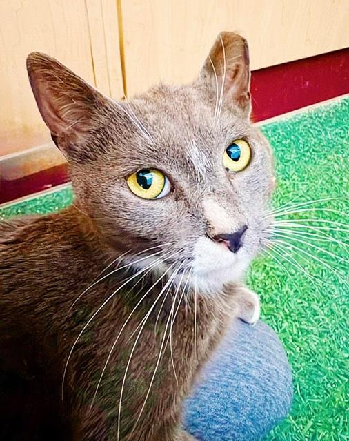 Enlarge Spare Tire, an adopted mixed breed in Philadelphia, PA image 2/6