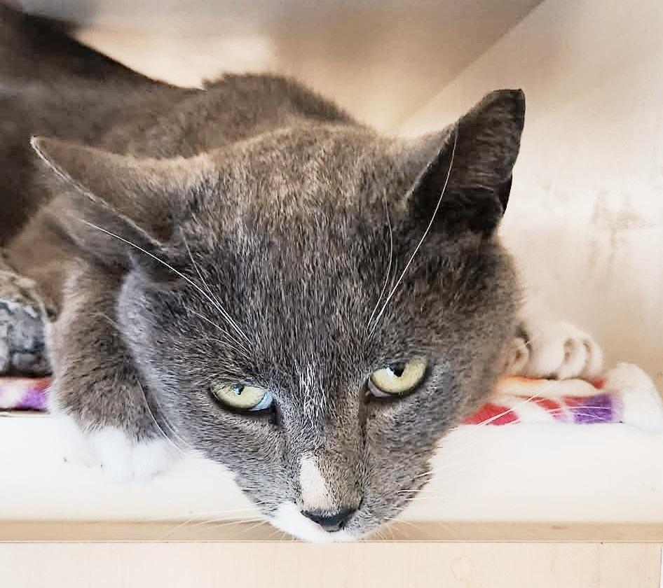 Enlarge Spare Tire, an adopted mixed breed in Philadelphia, PA image 6/6