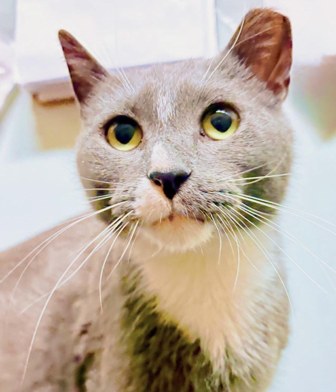 Enlarge Spare Tire, an adopted mixed breed in Philadelphia, PA image 3/6