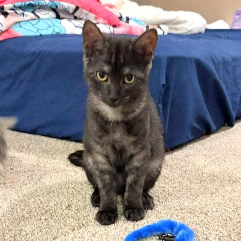 Enlarge Clarissa, a Adoptable mixed breed in Lombard, IL image 2/5