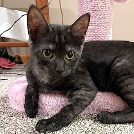 Clarissa, Adoptable, Kitten Female Domestic Short Hair & Tabby.