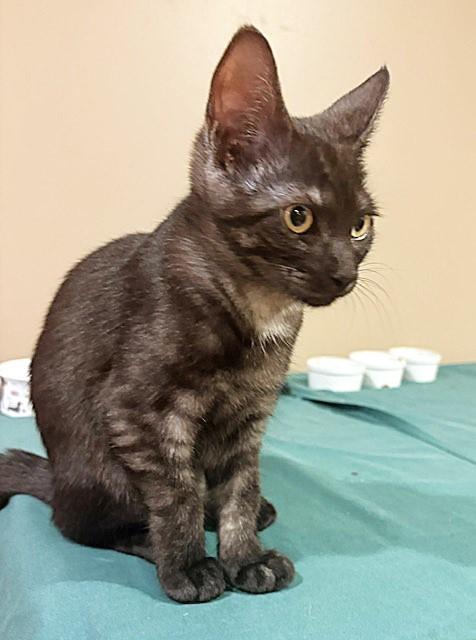 Enlarge Clarissa, a Adoptable mixed breed in Lombard, IL image 4/5
