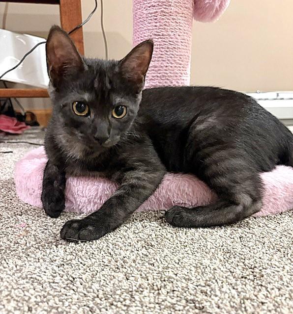 Enlarge Clarissa, a Adoptable mixed breed in Lombard, IL image 3/5