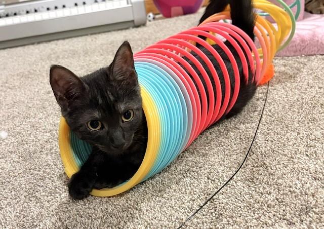 Enlarge Clarissa, a Adoptable mixed breed in Lombard, IL image 5/5