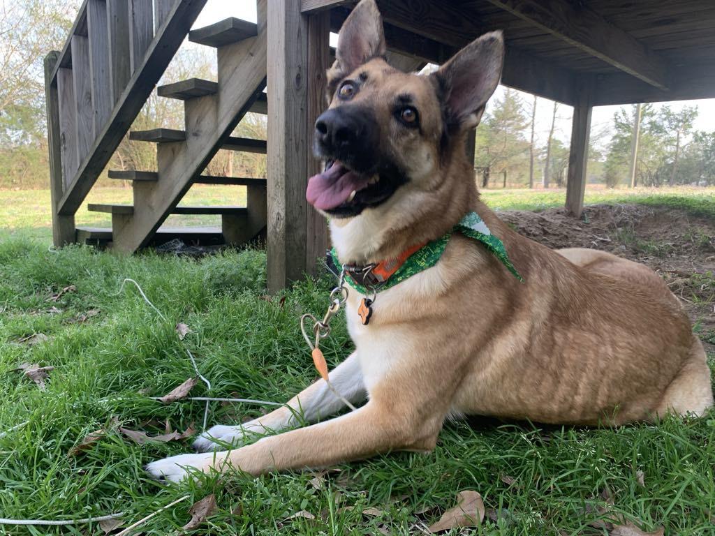 Honey, Adult Female German Shepherd Dog