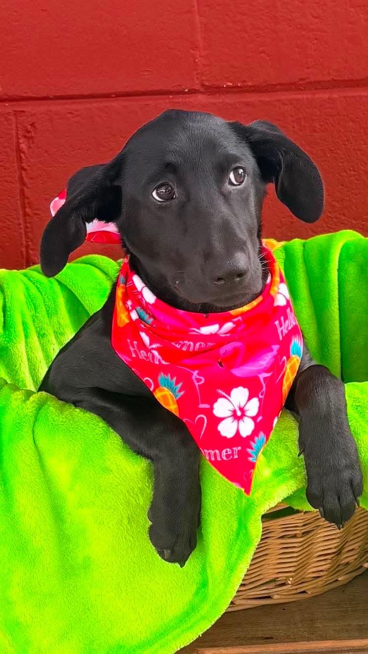 Enlarge Rizzo, a Adoptable mixed breed in Pensacola, FL image 1/2