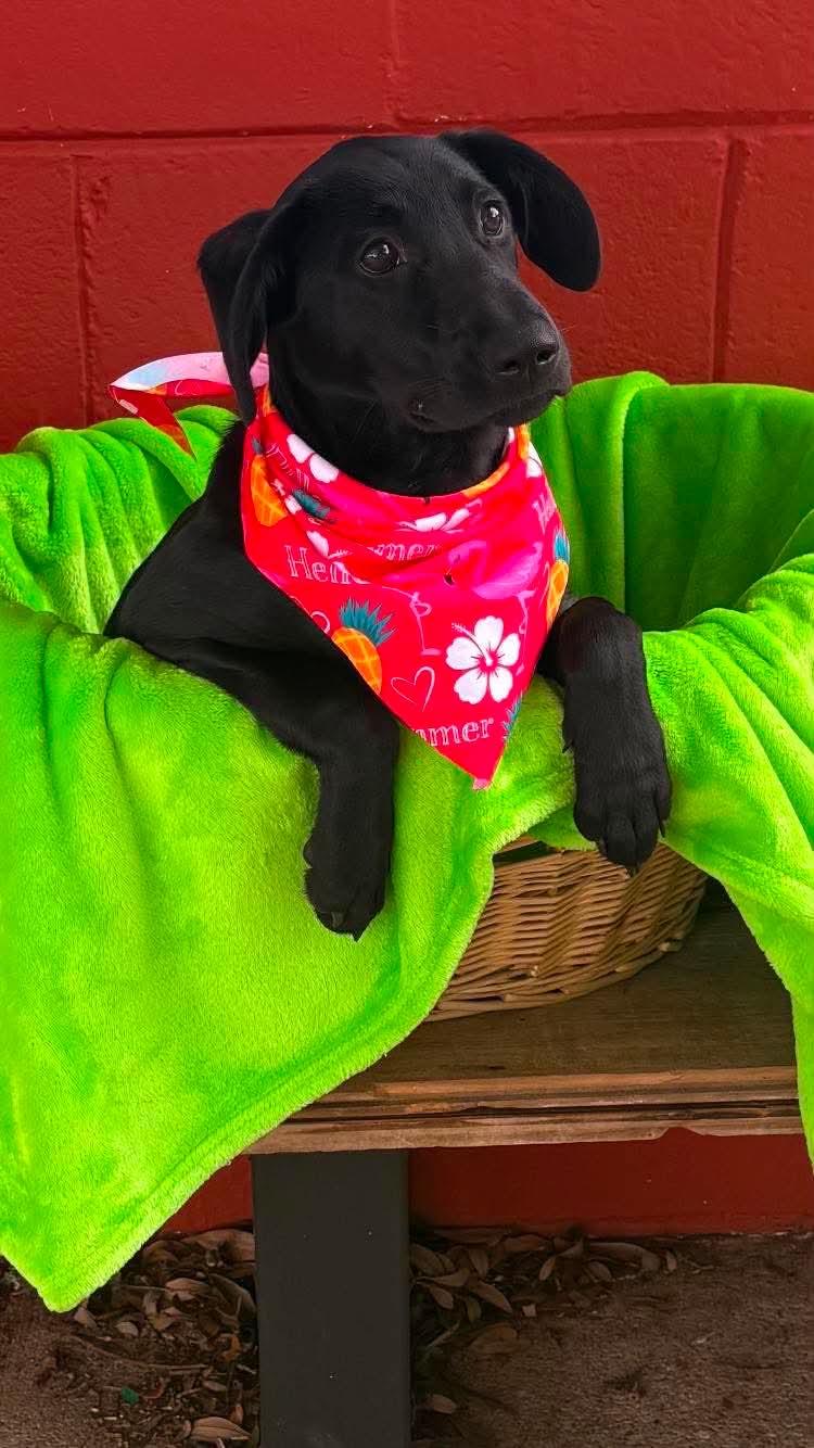 Enlarge Rizzo, a Adoptable mixed breed in Pensacola, FL image 2/2
