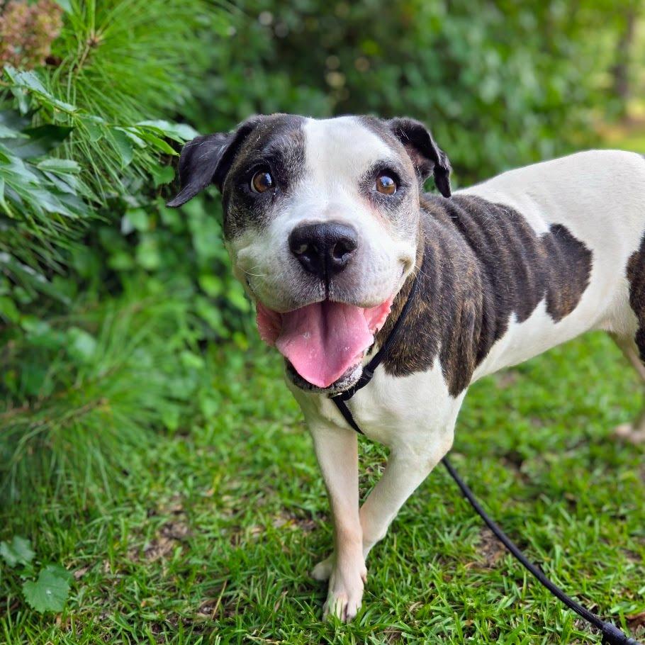 Enlarge Mazda, a Adoptable mixed breed in Douglasville, GA image 1/4