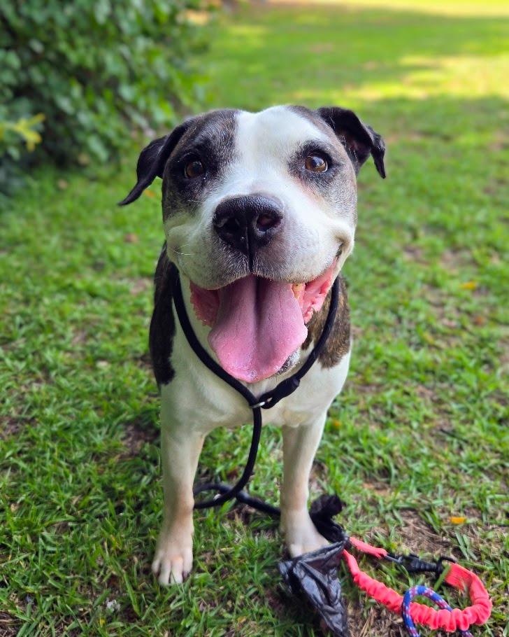 Enlarge Mazda, a Adoptable mixed breed in Douglasville, GA image 2/4