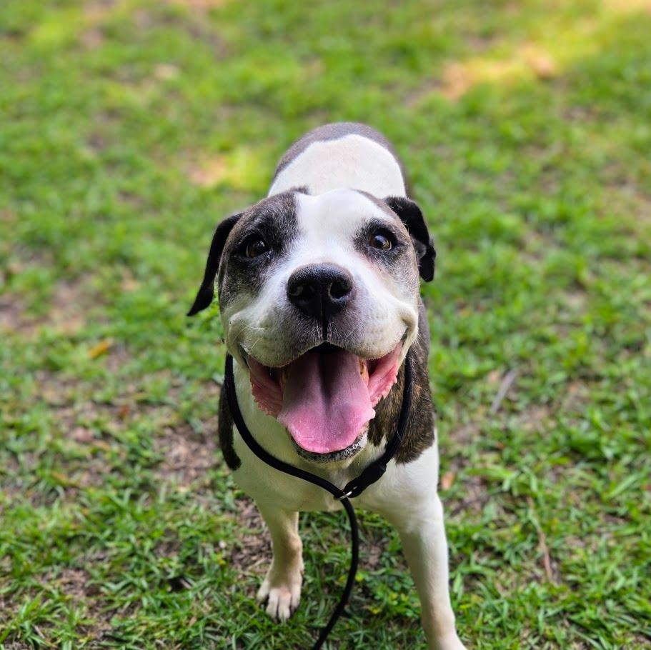 Enlarge Mazda, a Adoptable mixed breed in Douglasville, GA image 3/4