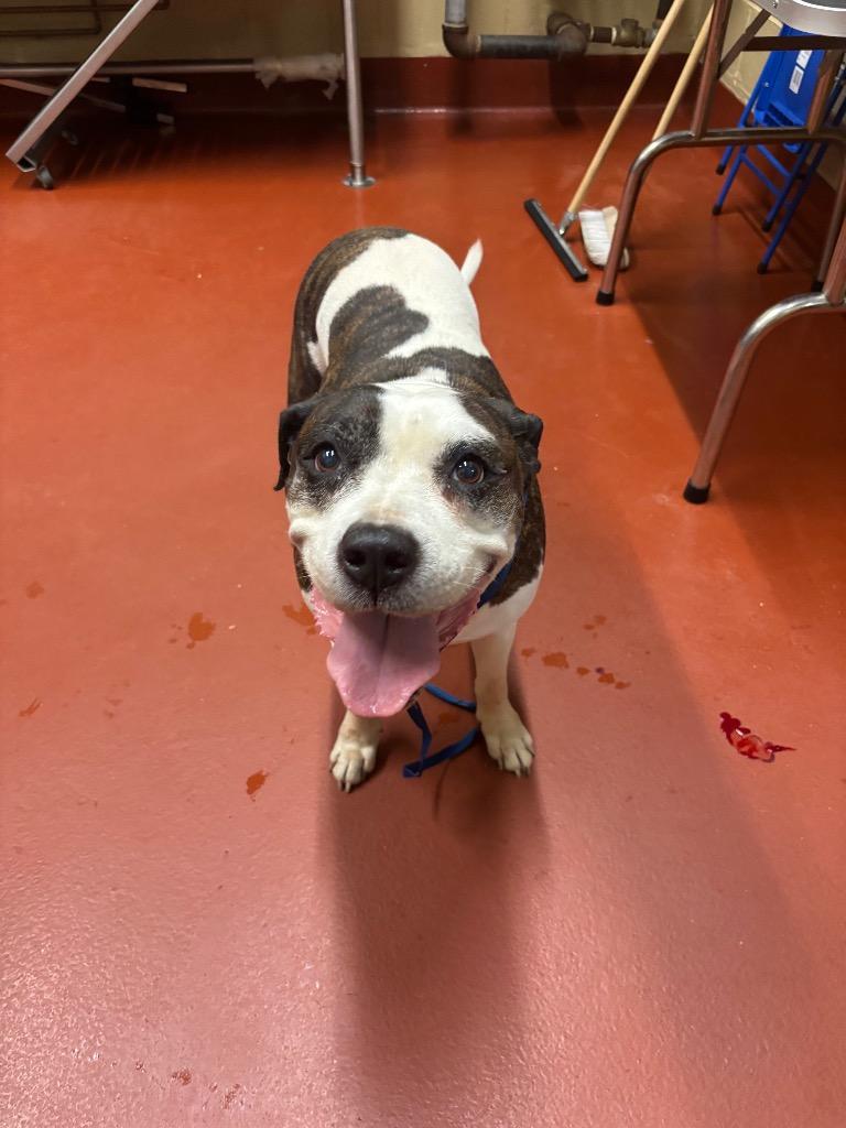 Enlarge Mazda, a Adoptable mixed breed in Douglasville, GA image 4/4