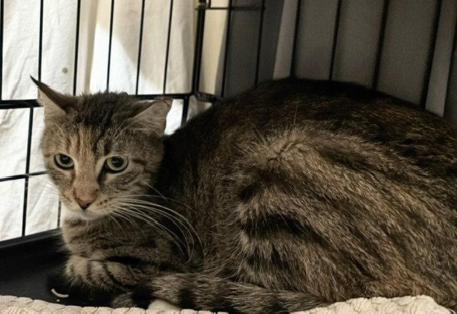 Melvina, Adoptable, Young Female Domestic Short Hair.