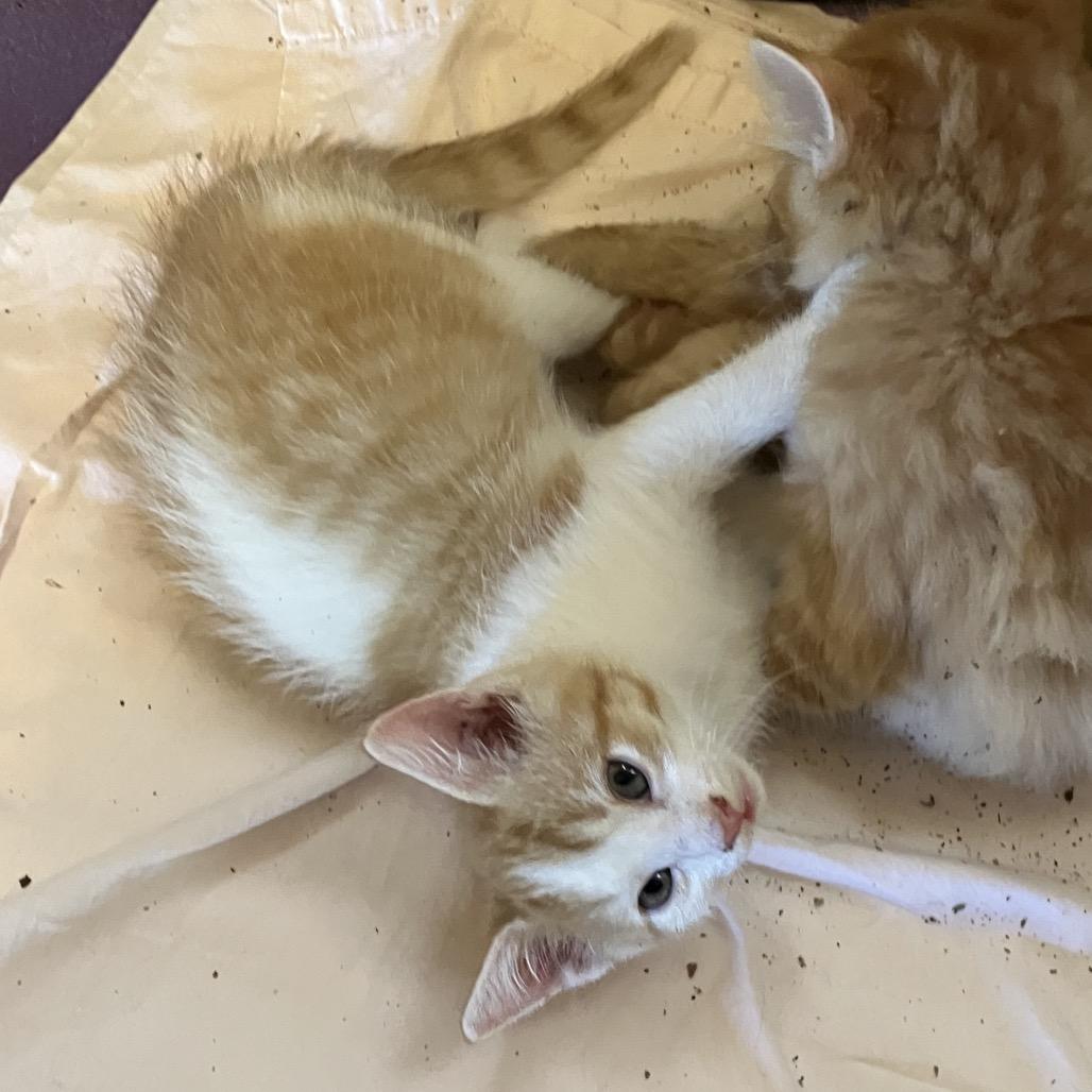 Butterfinger, Adoptable, Kitten Male Domestic Short Hair.