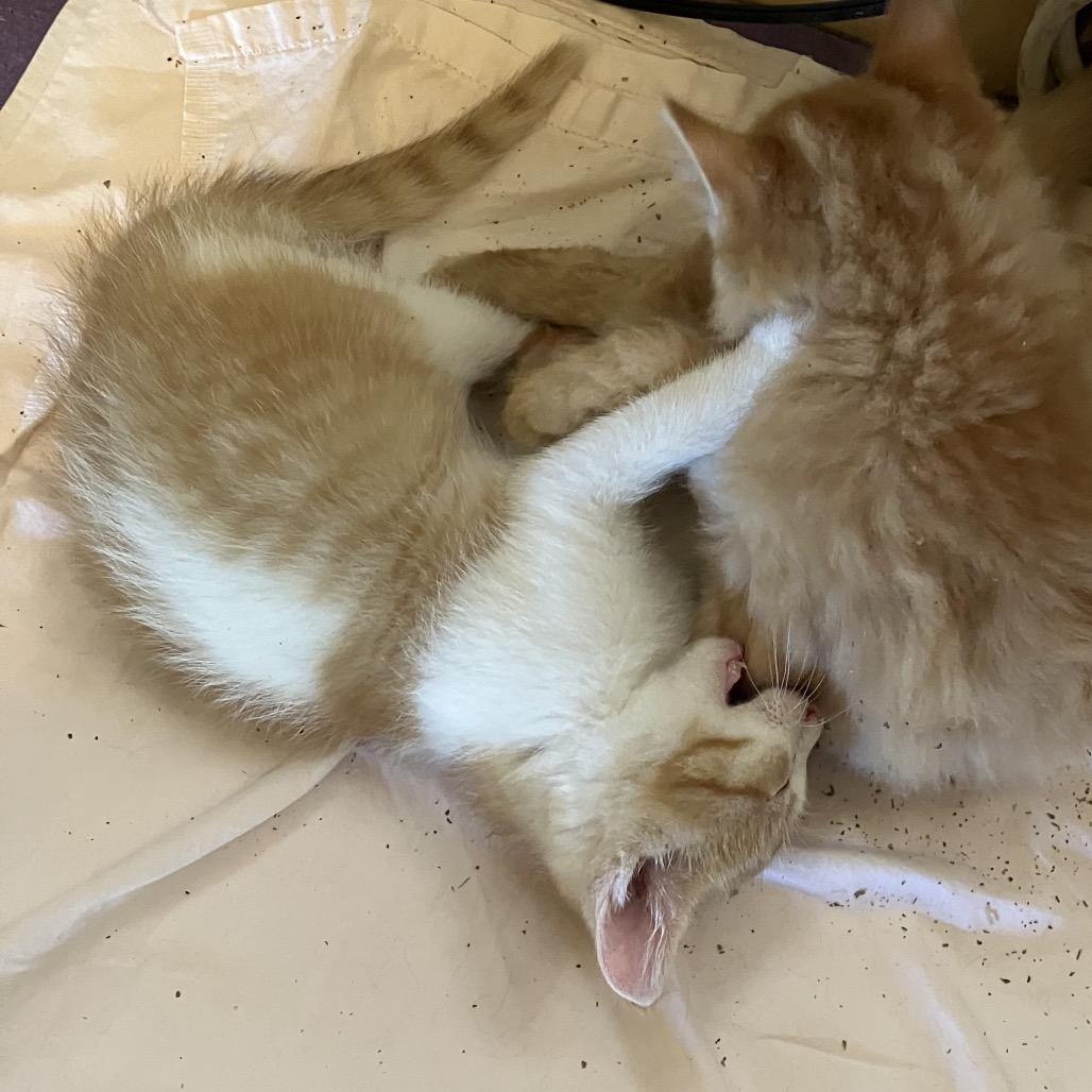 Enlarge Butterfinger, a Adoptable Domestic Short Hair in Baytown, TX image 2/6