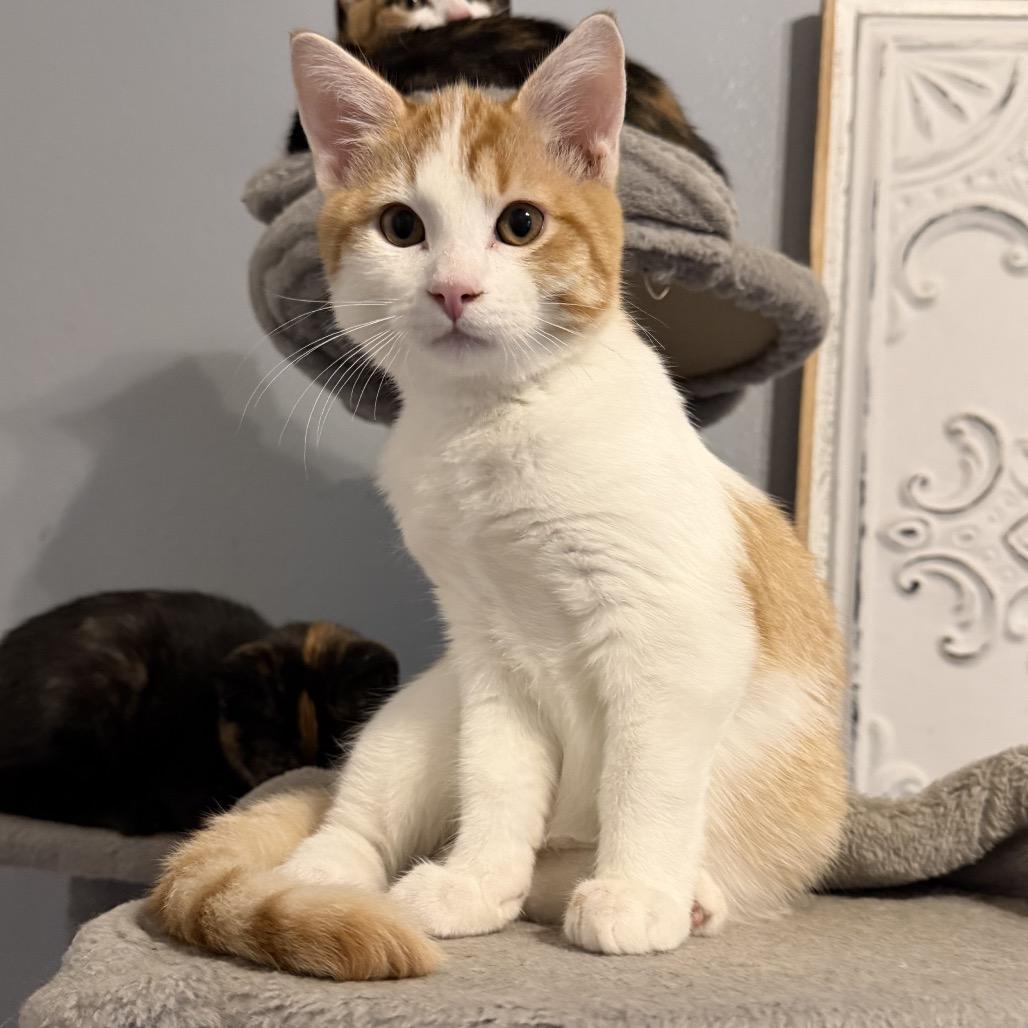 Enlarge Butterfinger, a Adoptable Domestic Short Hair in Baytown, TX image 4/6