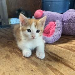 Enlarge Butterfinger, a Adoptable Domestic Short Hair in Baytown, TX image 5/6