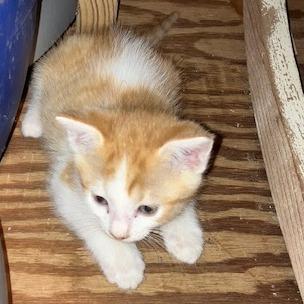 Enlarge Butterfinger, a Adoptable Domestic Short Hair in Baytown, TX image 6/6