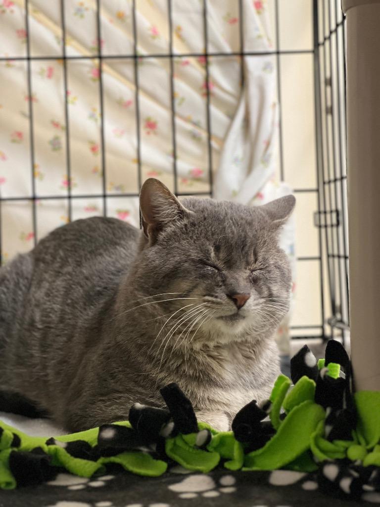 Enlarge Ragnar, a Adoptable mixed breed in Menomonie, WI image 1/2