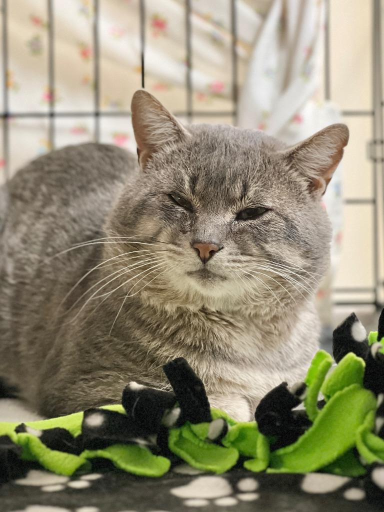 Ragnar, Adoptable, Adult Male Domestic Short Hair.