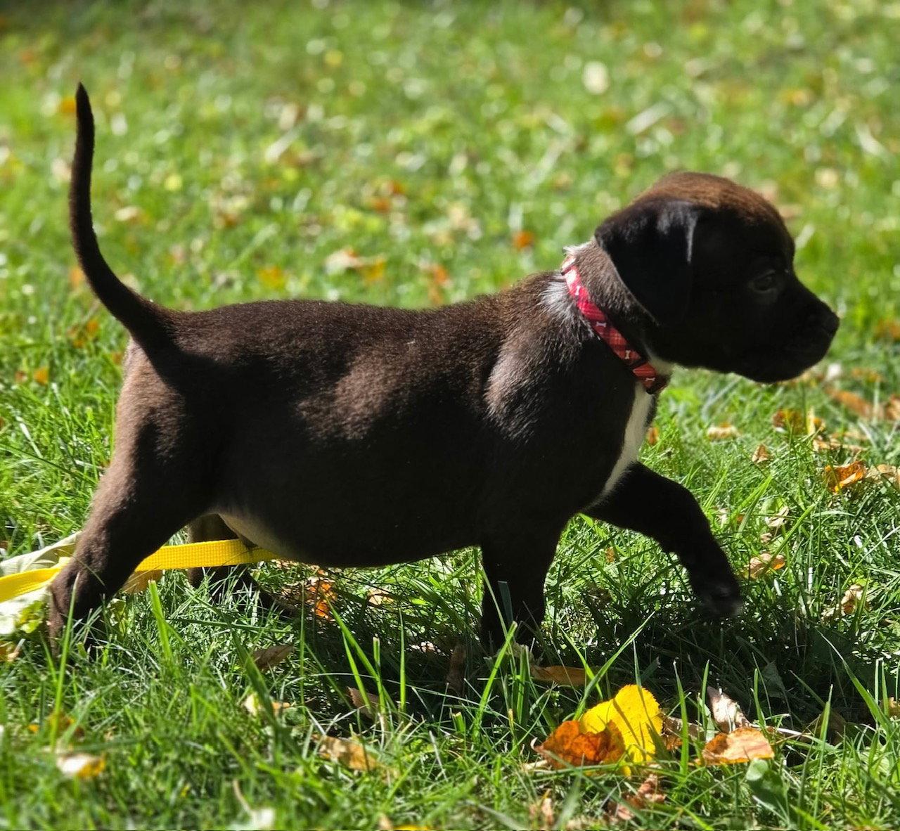 Zazu, Adoptable, Puppy Male Pit Bull Terrier.