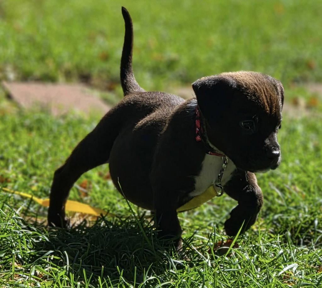 Enlarge Zazu, a Adoptable Pit Bull Terrier in Oxford, MI image 2/2