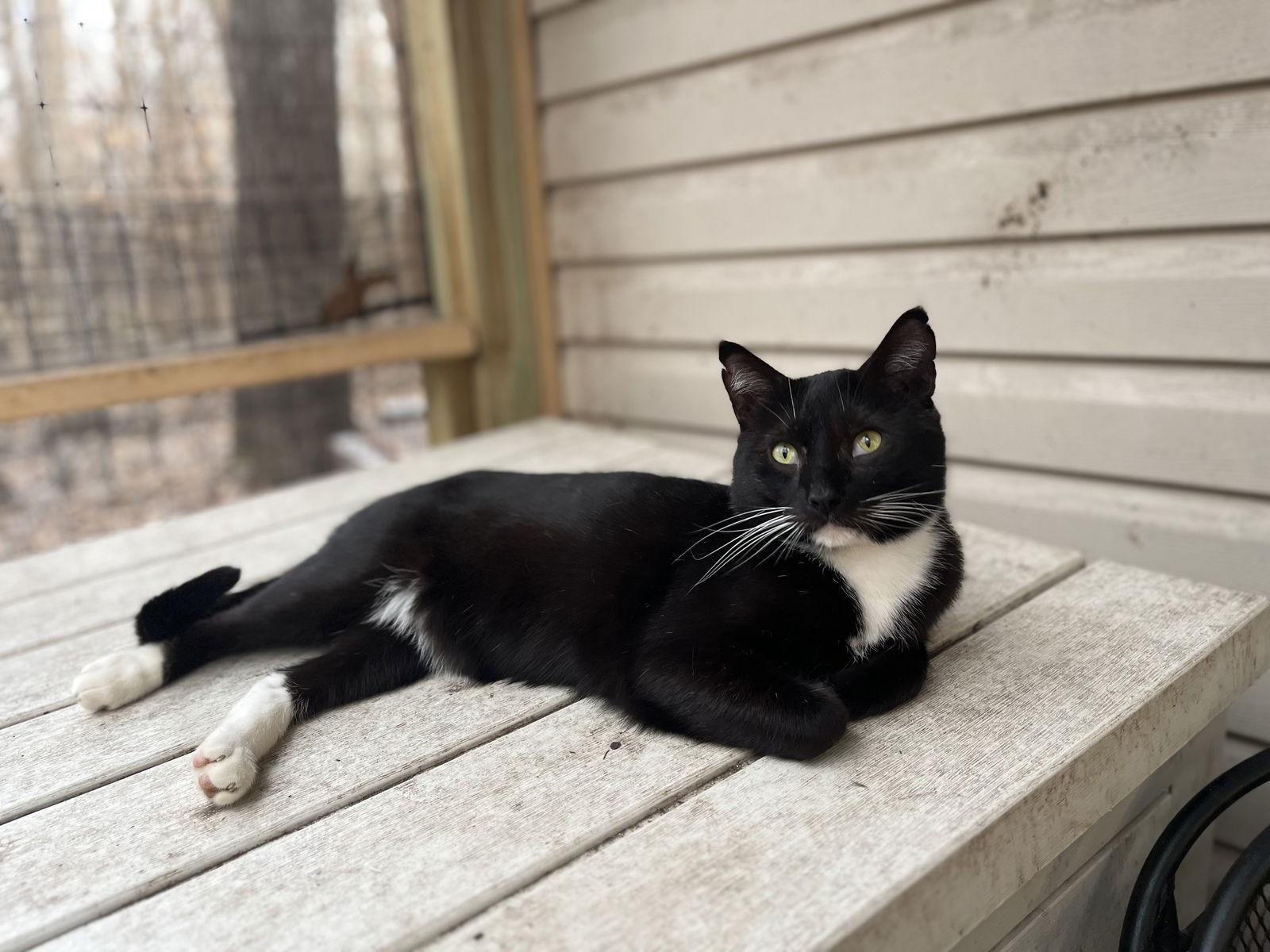Enlarge Dashel, a Adoptable Tuxedo in Zimmerman, MN image 1/1