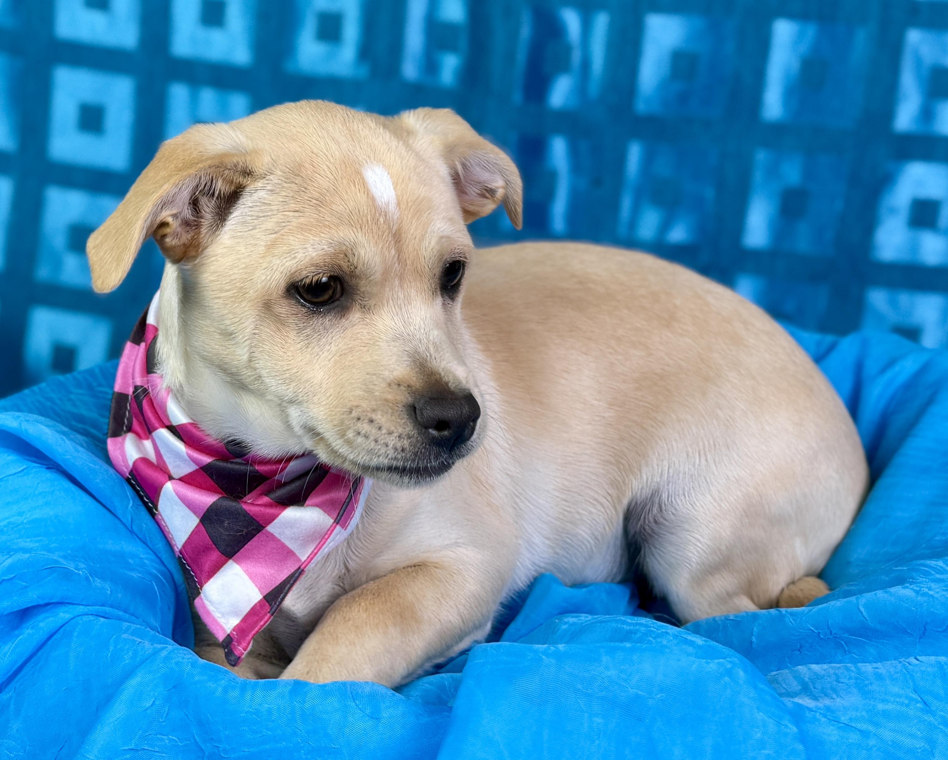 Charm - cute little peanut with a kiss mark on her head!, Adoptable, Puppy Female Chihuahua.