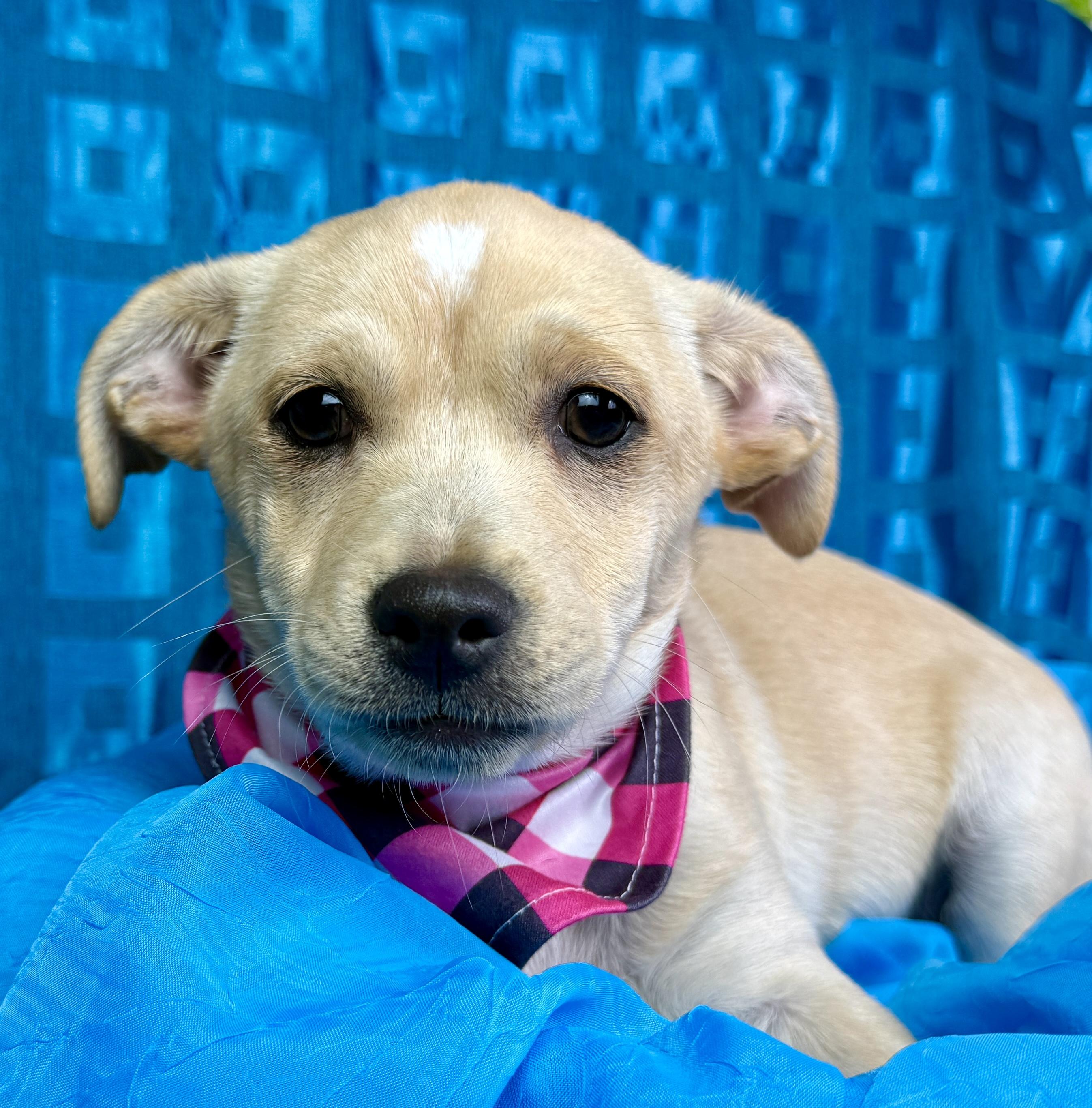 Charm - cute little peanut with a kiss mark on her head!, a Adoptable mixed breed in Austin, TX image 2/6