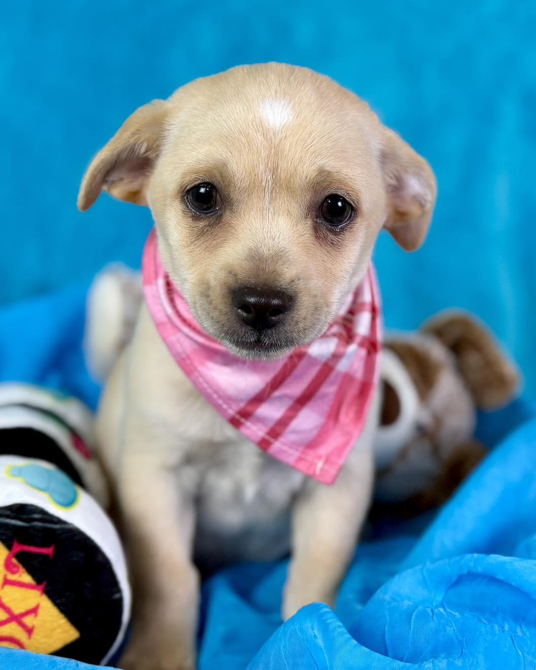Charm - cute little peanut with a kiss mark on her head!, a Adoptable mixed breed in Austin, TX image 4/6