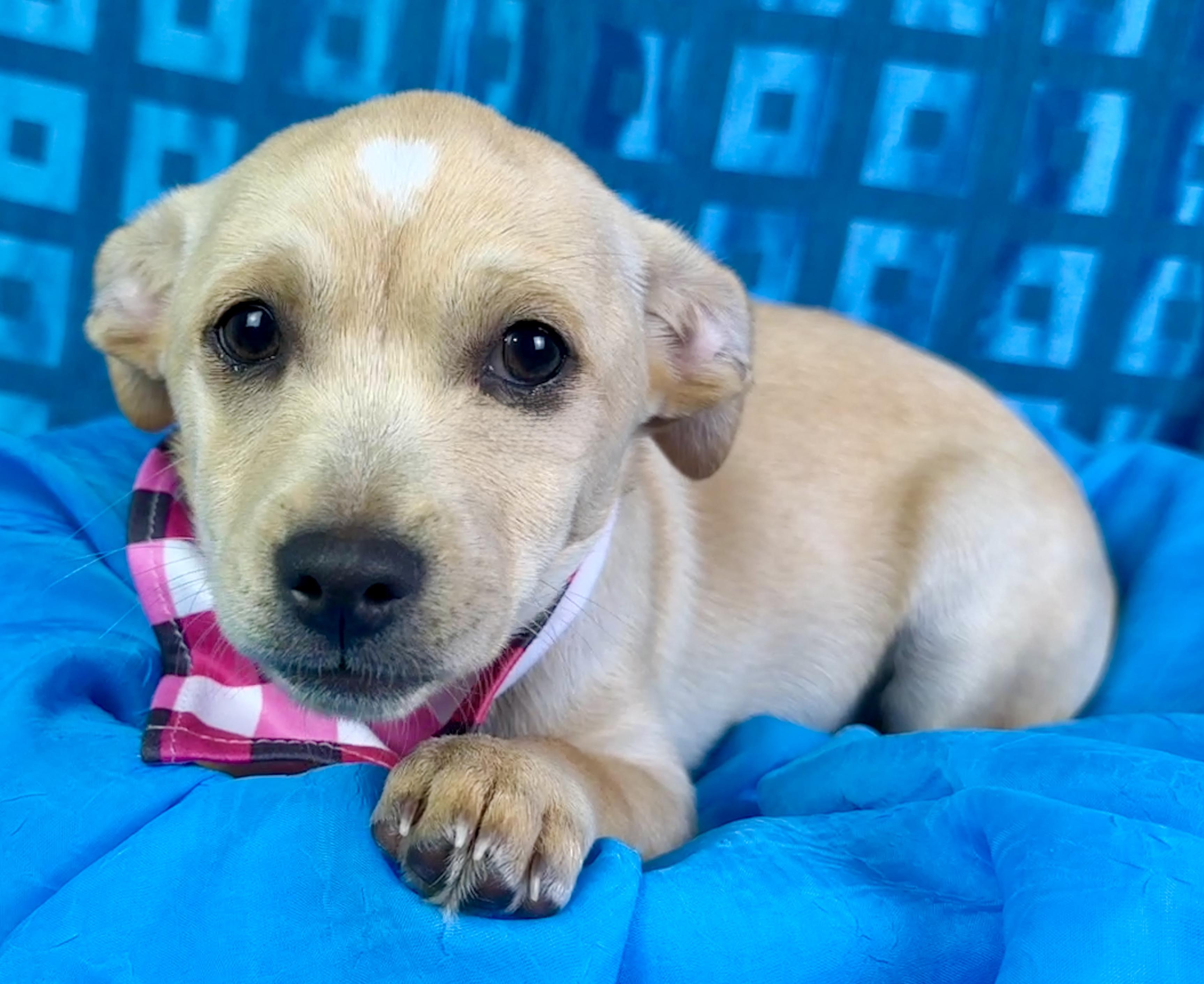 Charm - cute little peanut with a kiss mark on her head!, a Adoptable mixed breed in Austin, TX image 5/6