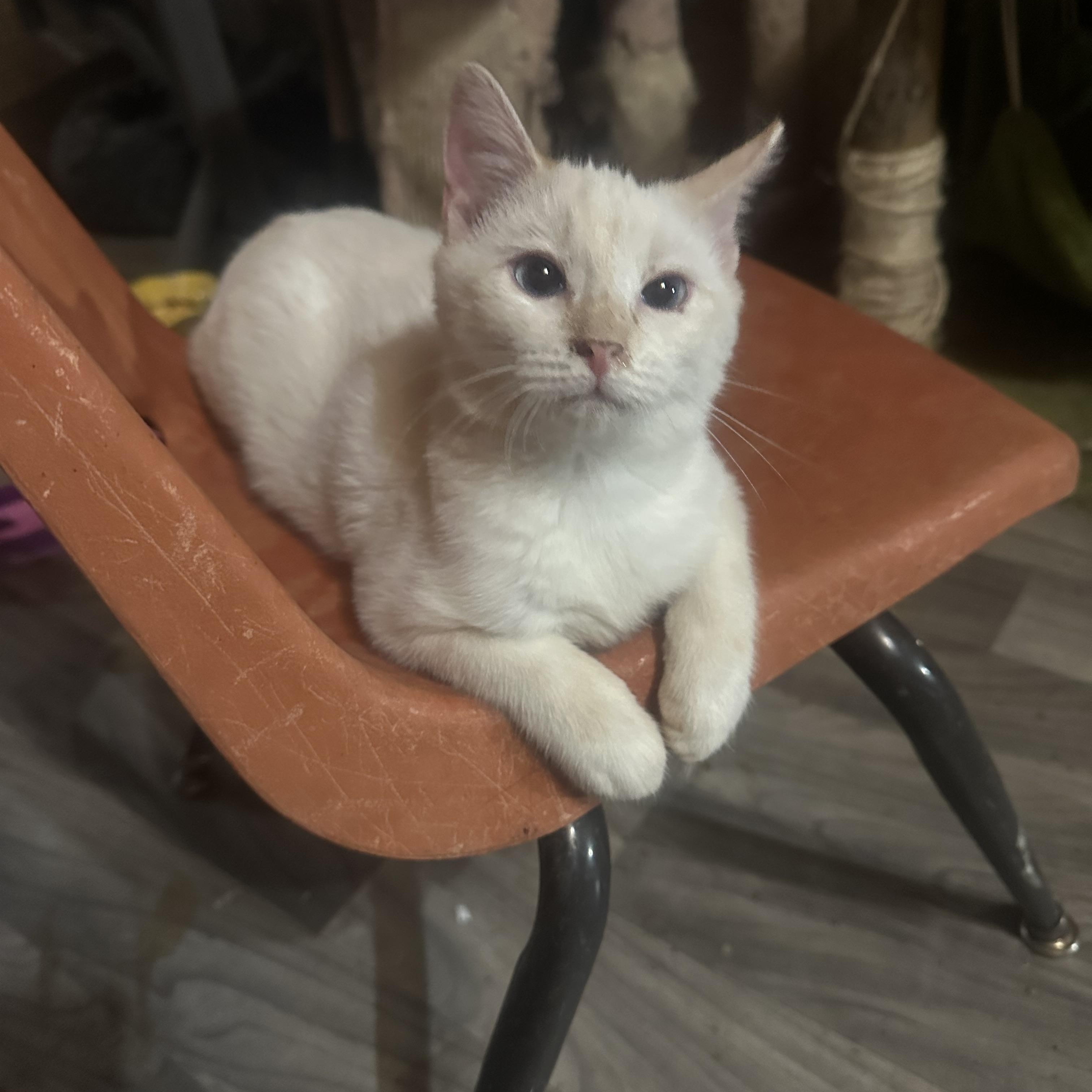 Albatross, an adoptable Siamese in kingman, AZ, 86409 | Photo Image 1